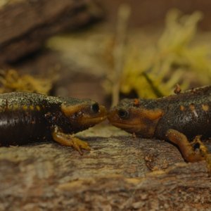 Evan Marx   Tylototriton verrucosus photo 1