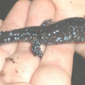 Jefferson   Ambystoma laterale