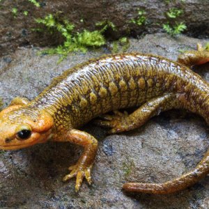Laura Tiemann Salamandra salamandra alfredtschmidtii