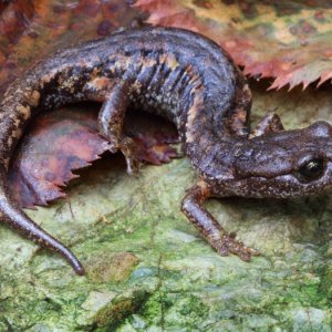Laura Tiemann Speleomantes italicus