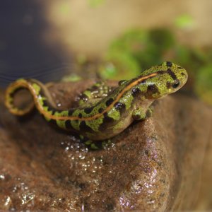 Lydia Porter    Triturus marmoratus