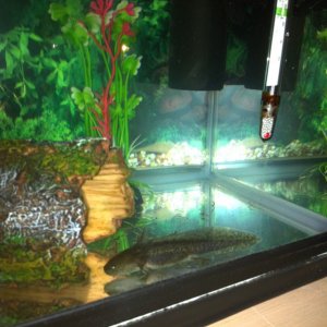 Chernobyl investigating his new home