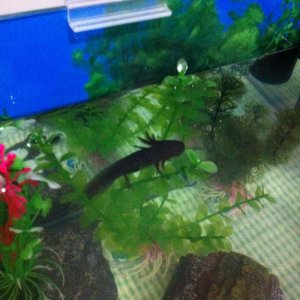 I got home from work today, and couldn't see him in the bottom of the tank. Looked at the top, he wasn't floating either (phew!)
Chernobyl, where are 