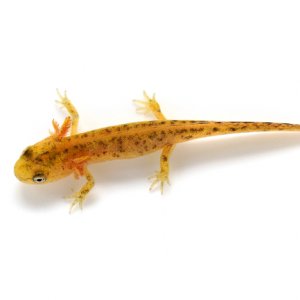 Eva Bockova   Triturus marmoratus Photo 2