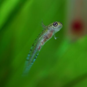 Eva Bockova   Triturus marmoratus