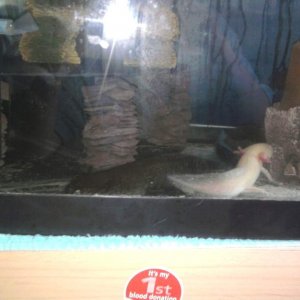 The newest photo so far. Toothless and Galaxy were in a cute little ying yang and I just had to take a picture! Note Gally's new gills and the slate b