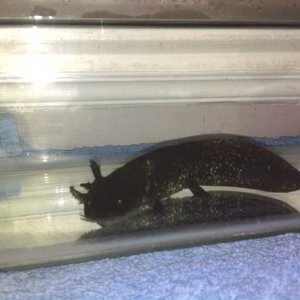 Toothless placed into a hospital tank while I cycled his tank. Look at his newly formed iridophores and slowly growing gills.