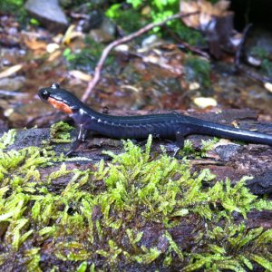Jay Redbond   Plethodon jordani