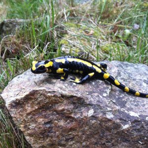 Jay Redbond   Salamandra salamandra terrestris