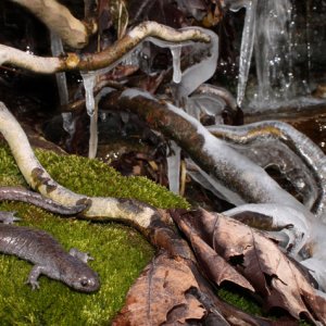 Zack Truelock Ambystoma texanum