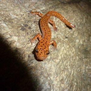 Jefferson   Eurycea lucifuga Photo 2