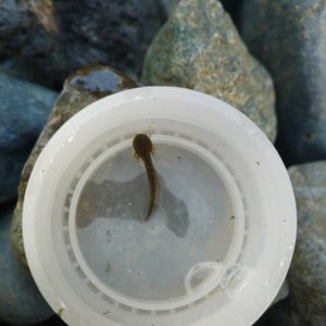 Seth Erickson   Ambystoma gracile