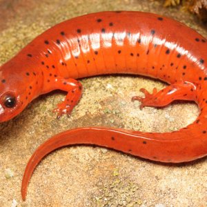 Jason Butler   Pseudotriton montanus