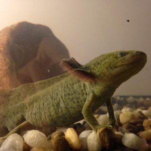 Flint, posing for his speech, Old tank with gravel.