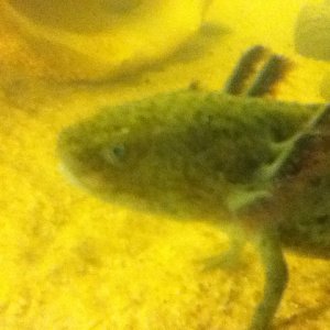 Flint, New tank with sand