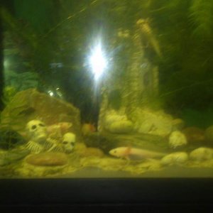 spot the axies