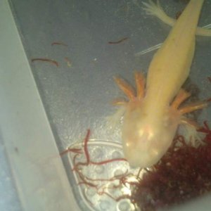 my bloodworm