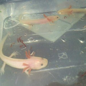 mew, salemence and charmander