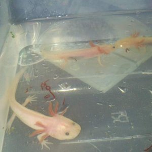 mew, salemence and charmander