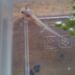 salemence when i got him/her a 6weeks old