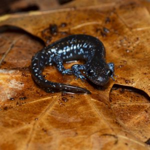 Jesse Bailey   Ambystoma laterale