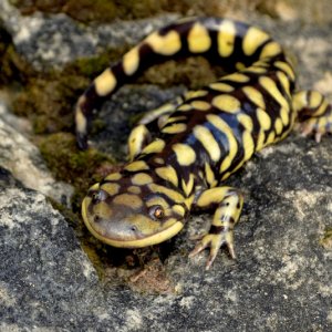 Jesse Bailey   Ambystoma mavortium Photo 2