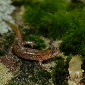 Jesse Bailey   Desmognathus conanti