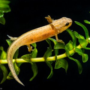 John Clare   Lissotriton vulgaris