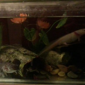 All 3 posing together. Bill (left), Bella (in tunnel) and Edward (right)