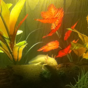 This is Peeta