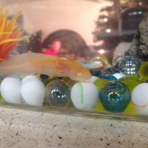 This is a lot better than that small container at the pet store!
