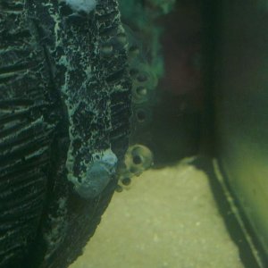 Eggs galore on the barrel