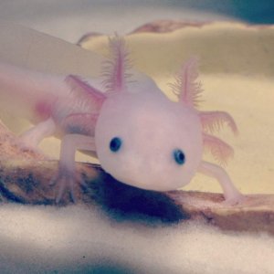 Baby Randall