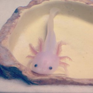 Baby Randall hangin in the food bowl that's bigger than him!