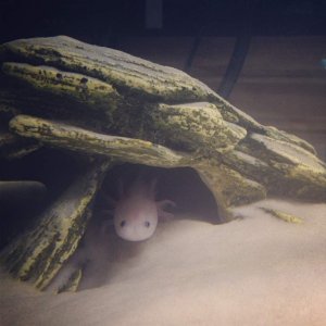 Baby Randall in his cave that he has already outgrown!