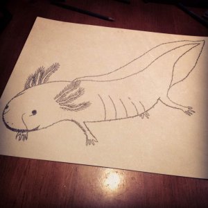 Pic I drew of Randall out of tiny words that say Axolotl, walking salamander, Mexican walking fish, etc.