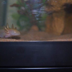 On the prowl