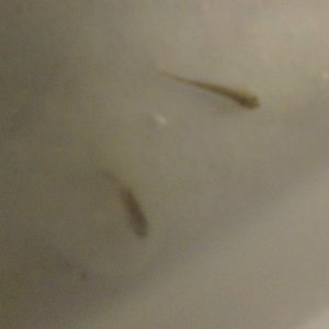 Top right is my first hatchling....lively little critter, now I just gotta keep him alive!!!