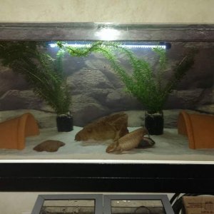 New tank set up.