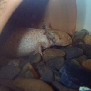 Juanita