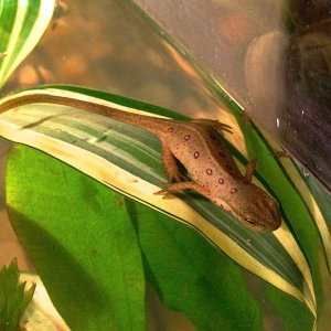 newt resting on leaf--more robust