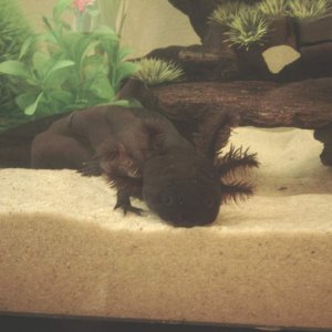 Exploring his tank after being reintroduced. No more sick tank! :]