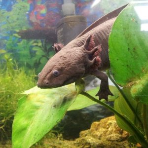 Toothless