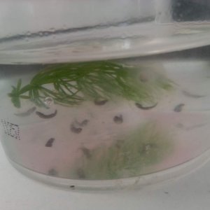 First batch of Axie eggs :)