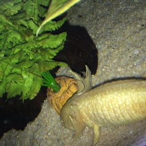 Squirt photo 3
Usually she has red gills, she has been very pale but still wants to eat now that I have her normal worms.