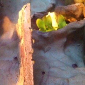 eggs on the rocks