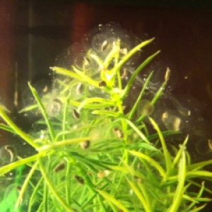 eggs in plants