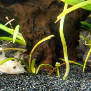 Worlds cutest predators