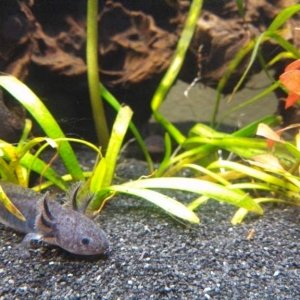 Beautiful axolotl resting