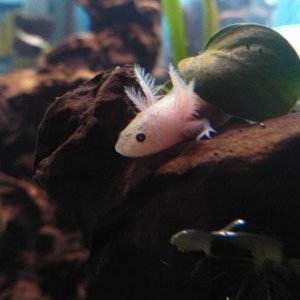 Anubias hideout